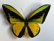 Mariposa: Ornithoptera Goliath