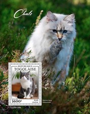 Gatti British Shorthair