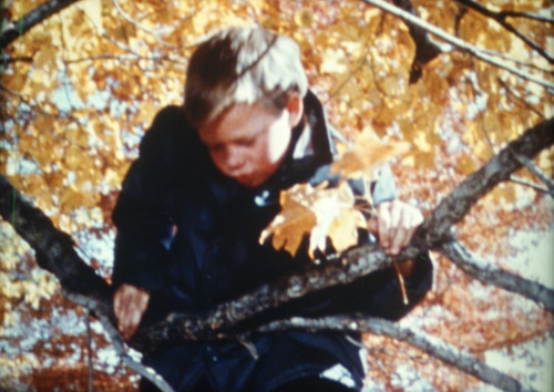 16mm tree is a - a, living