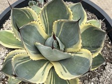 Agave parryi truncata