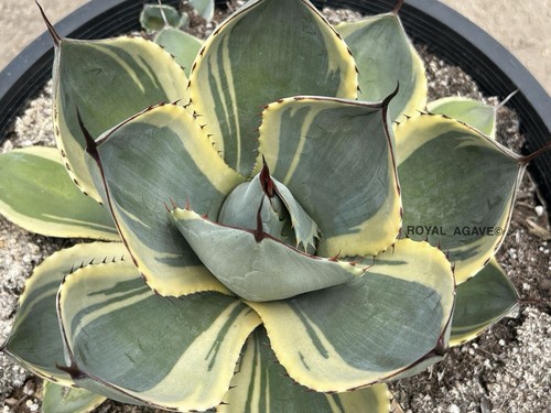 Agave parryi truncata