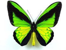 Ornithoptera goliath procus