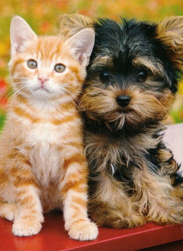 Cartolina yorky cucciolo - *,