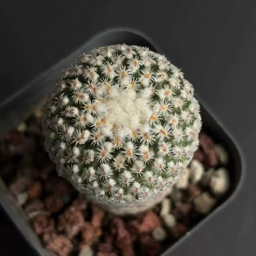 Pianta cactus succulenta 4 - di,