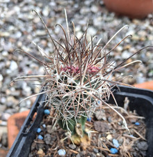 Sclerocactus parviflorus Price