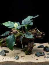 Anubias Nana su Legno Pianta