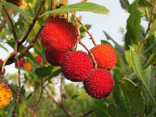 Semi arbutus unedo l - semi,