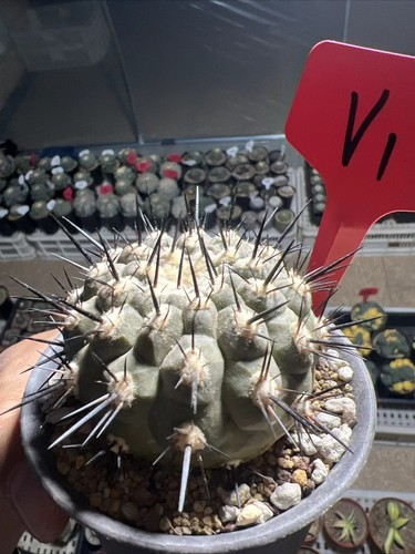 Copiapoa cinerea dragon claw - dragon,