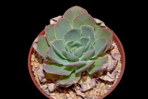 Echeveria juarezensis - ,