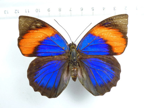 Mariposa agrias narcissus - mariposa:agrias,