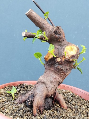 Bonsai ficus 30x14cm - 30x14cm,