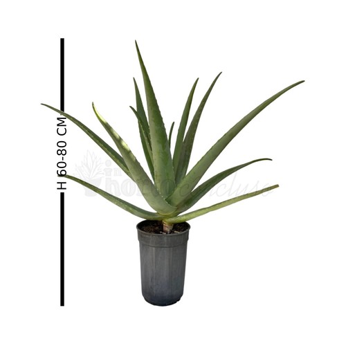 Pianta madre aloe vera - madre,
