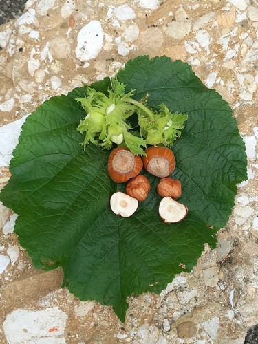 Nocciole sgusciate - nocciole,