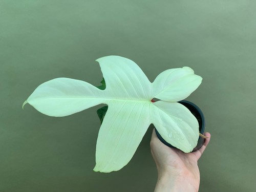 Philodendron florida ghost - philodendron,