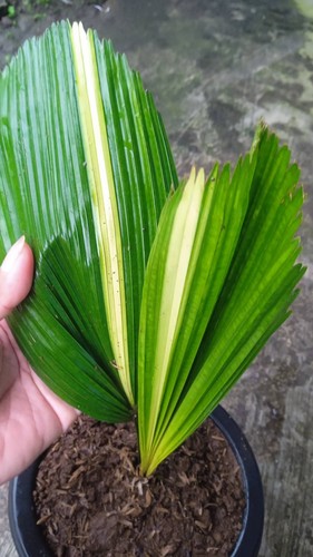 Licuala grandis variegata - variegata, rara