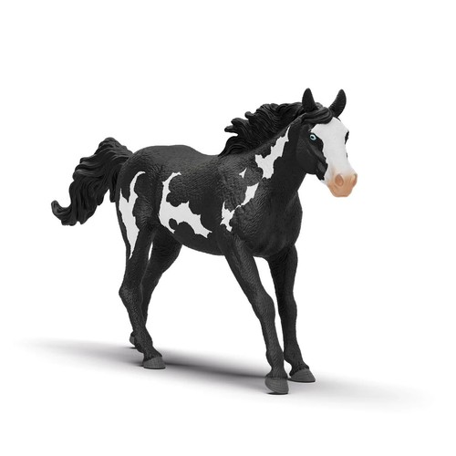 Castrone paint horse - horse, cavallo