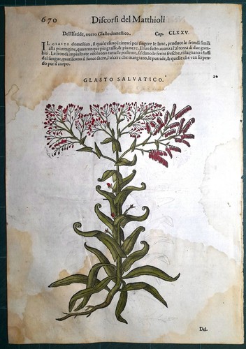 Stampa antica mattioli - stampa,