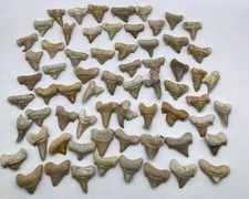 Lotto di 65 fossili patologici