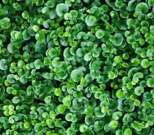 Semi Seleziona di Prato Dichondra Dicondra Prima Scelta, Alta Qualità 