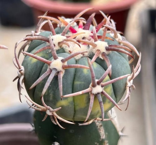 Echinocactus - cm, +
