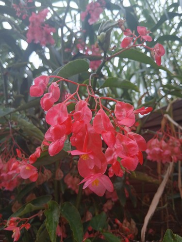 Begonia maculata 300 - begonia,