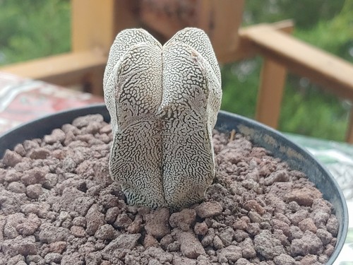 Astrophytum onzuka type - astrophytum, v-type