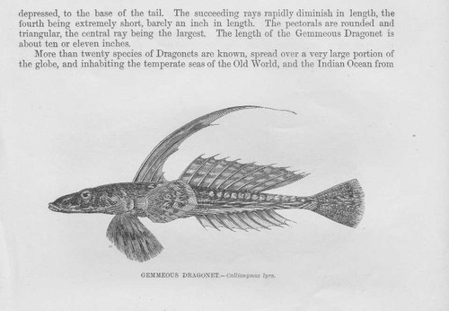 Pesce palla cyclopterus lumpus - palla,