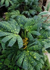 BZ92XU Licuala Spinosa Palmseeds Palmen Zaden Samen Stückzahl 2