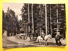 Vallombrosa (Firenze). Viale