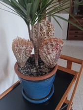 Pinna Nobilis Conchiglia del