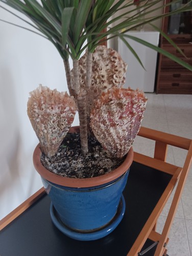 Pinna nobilis conchiglia - nobilis, del
