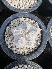 1pz Rara Pianta di Cactus