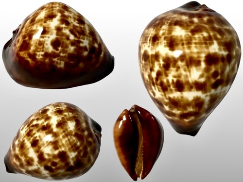 Cypraea zoila decipiens nw - cypraea,,