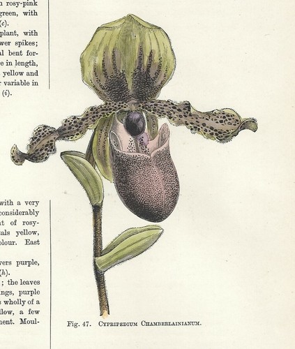 Cypripedium chamber orchidea - chamber,