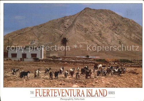 Fuerteventura - ,