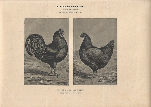 Stampa antica gallo gallina - stampa,