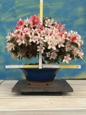 Bonsai di Joe SHOHIN rarità "