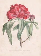 Rhododendron Arboreum