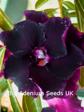 Adenium Obesum, Doppie