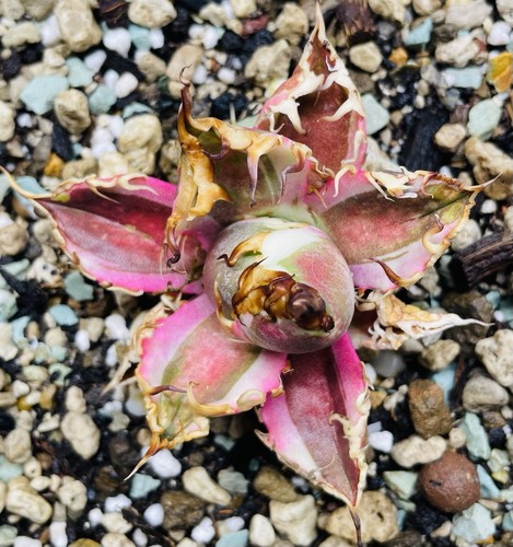 Rare agave titanota caesar - agave, "caesar"