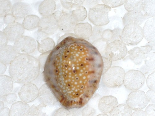 Cypraea ocellata extra dwarf - cypraea,