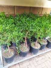 PIANTA DI LIMONE CAVIALE IN