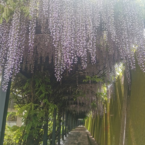 200 semi freschi wisteria - 200,