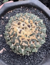 Rara pianta succulenta 5-6 cm