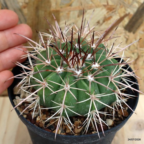 Melocactus conoideus vaso - conoideus,