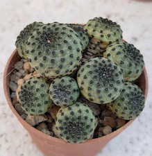 Sulcorebutia rauschii apple green