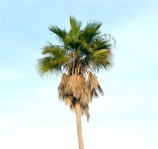 Washingtonia robusta - Palma messicana a ventaglio
