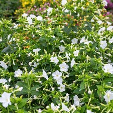 Mirabilis Jalapa Alba ( 5