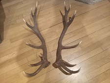 Coppia di palchi, corna trofei