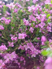 Boronia Crenulata pianta